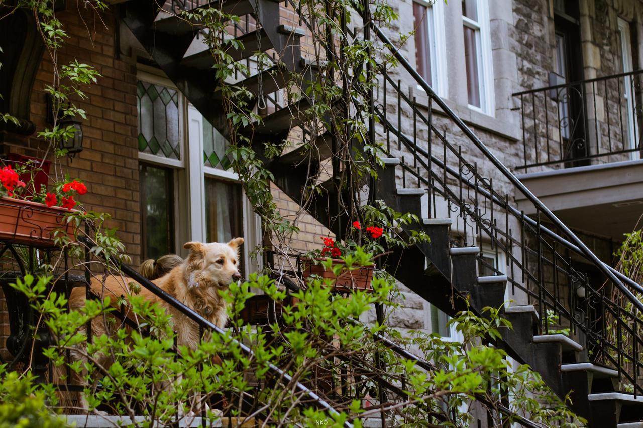 Hostel Pied-A-Terre Mont-Royal Montréal Exterior foto
